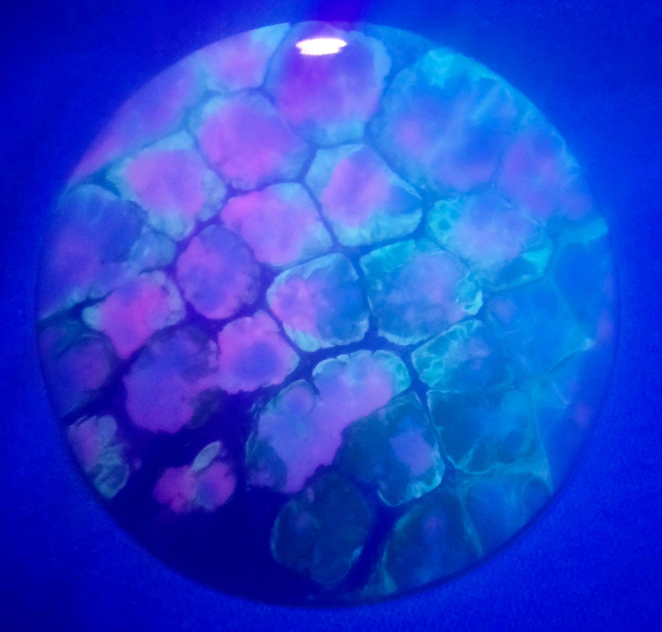 Load image into Gallery viewer, Discmania Tactic Special Edition w/ Custom Dragon Scale Dye - Neo Evolution 175g