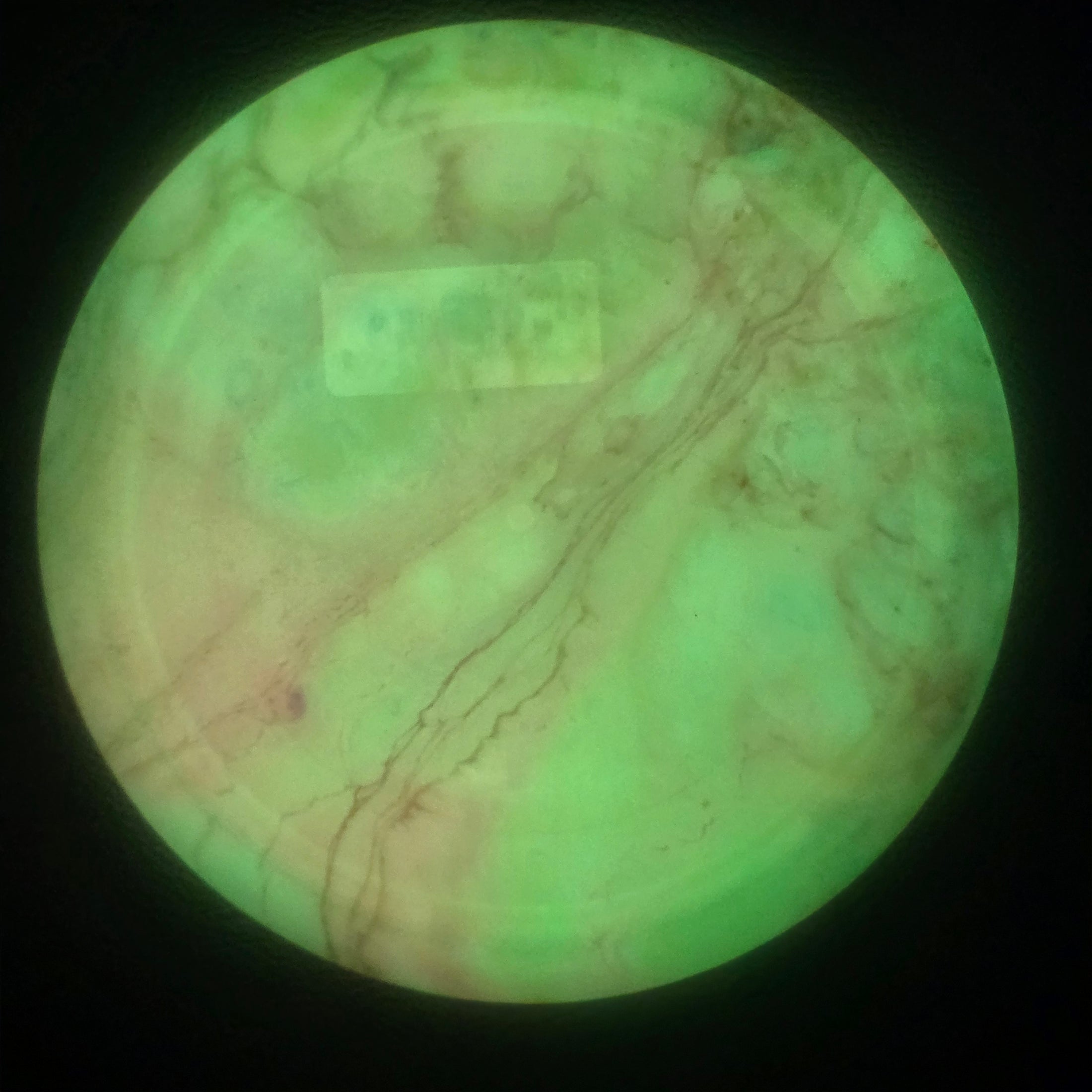 Load image into Gallery viewer, Innova Wraith Distance Driver w/ Custom Cell Dye - Proto Glow Champion 162g