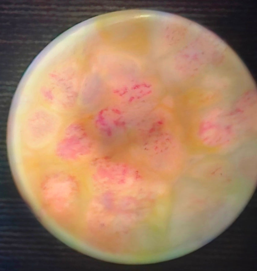 Load image into Gallery viewer, Axiom Pitch w/ Custom Cell Dye - Total Eclipse 157g
