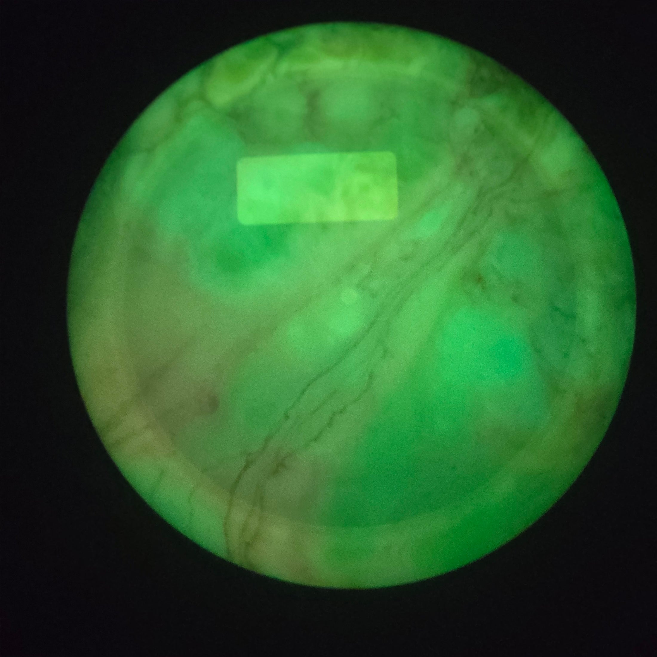 Load image into Gallery viewer, Innova Wraith Distance Driver w/ Custom Cell Dye - Proto Glow Champion 162g
